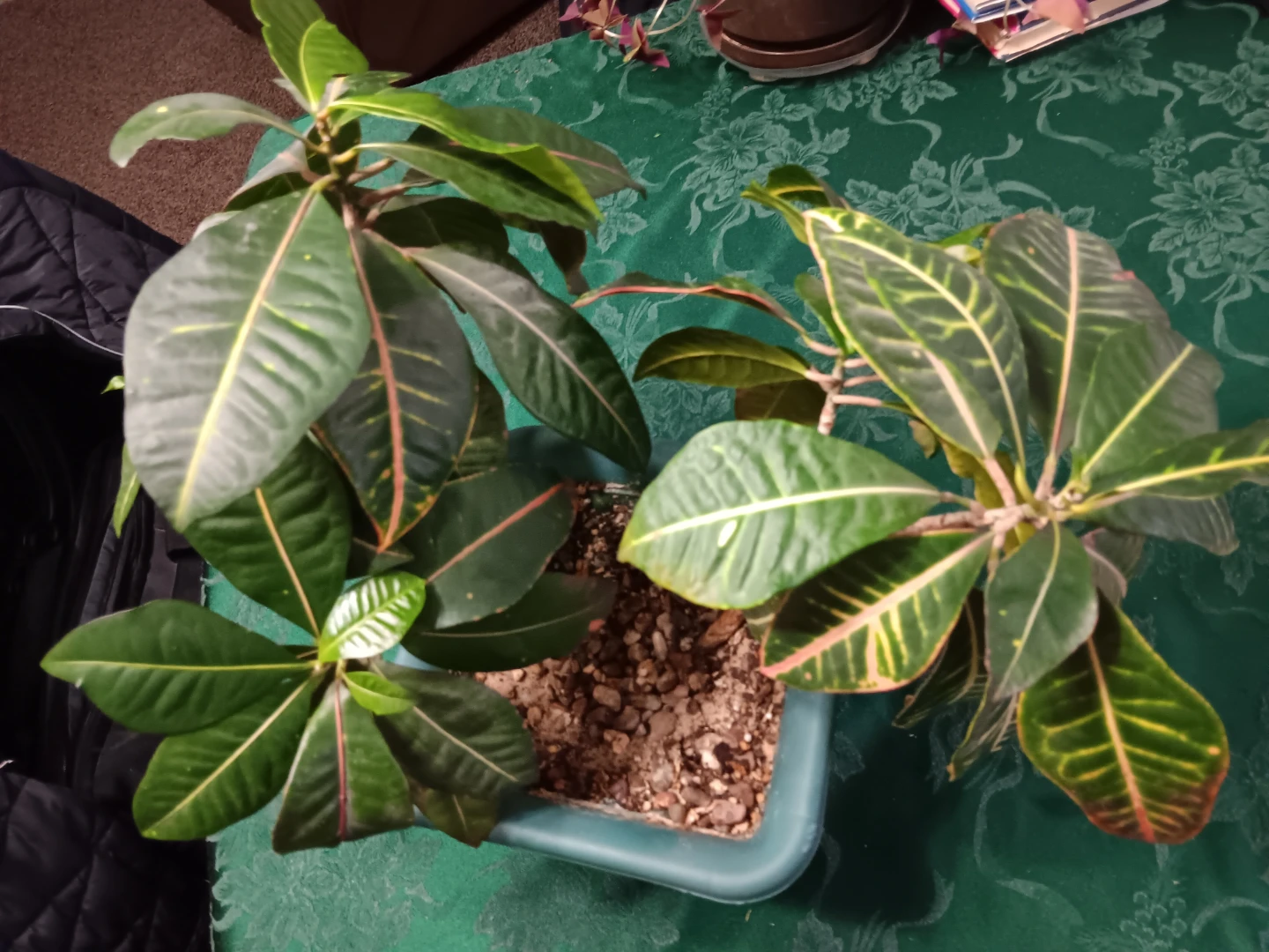 Croton Plant