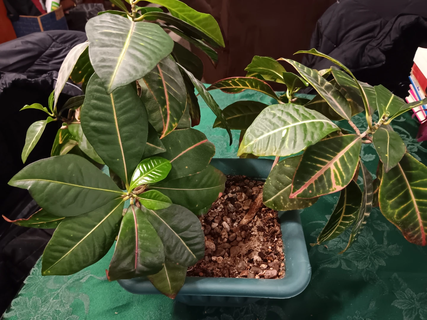 Croton Plant - photo 2