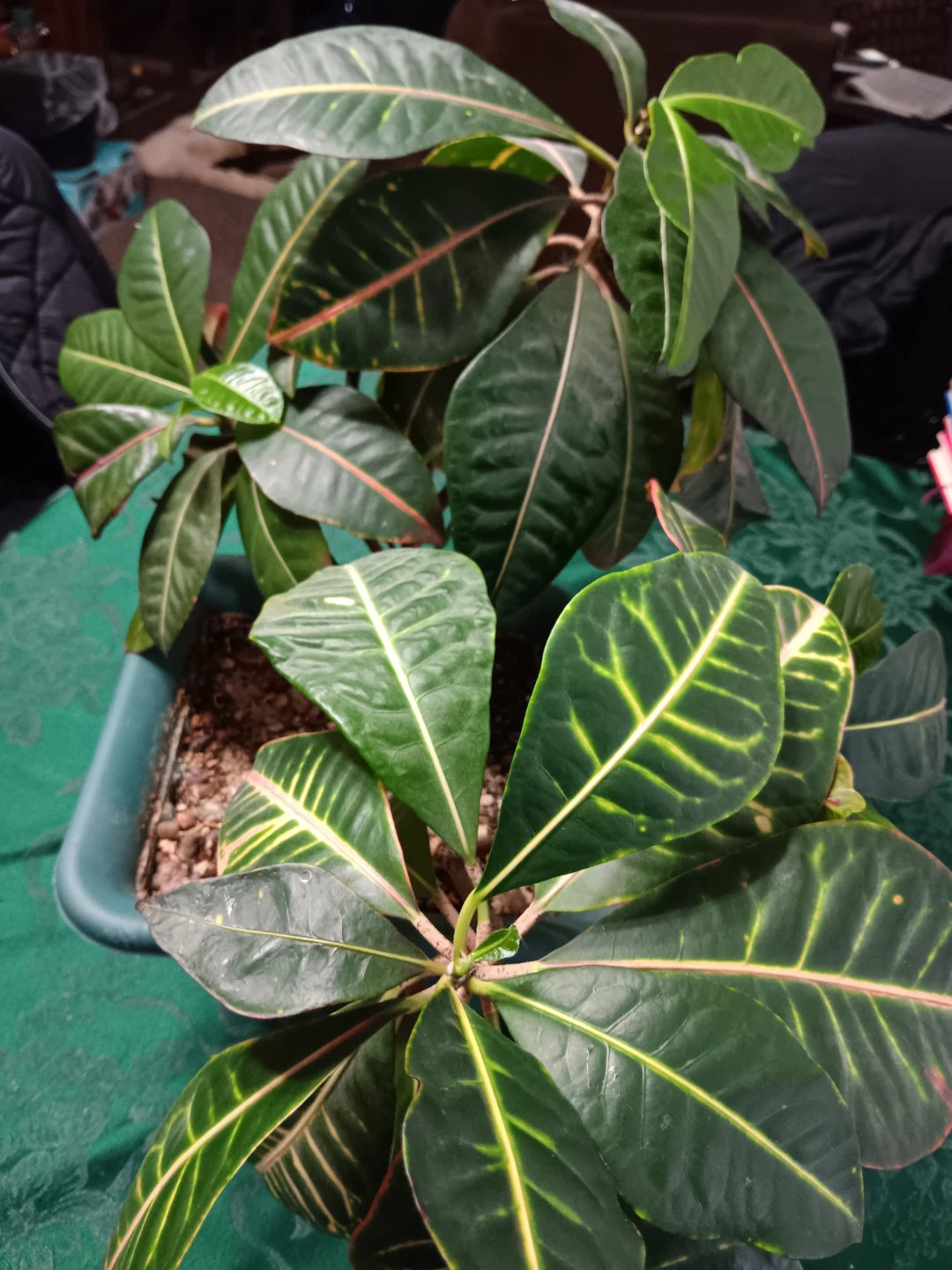 Croton Plant - photo 3