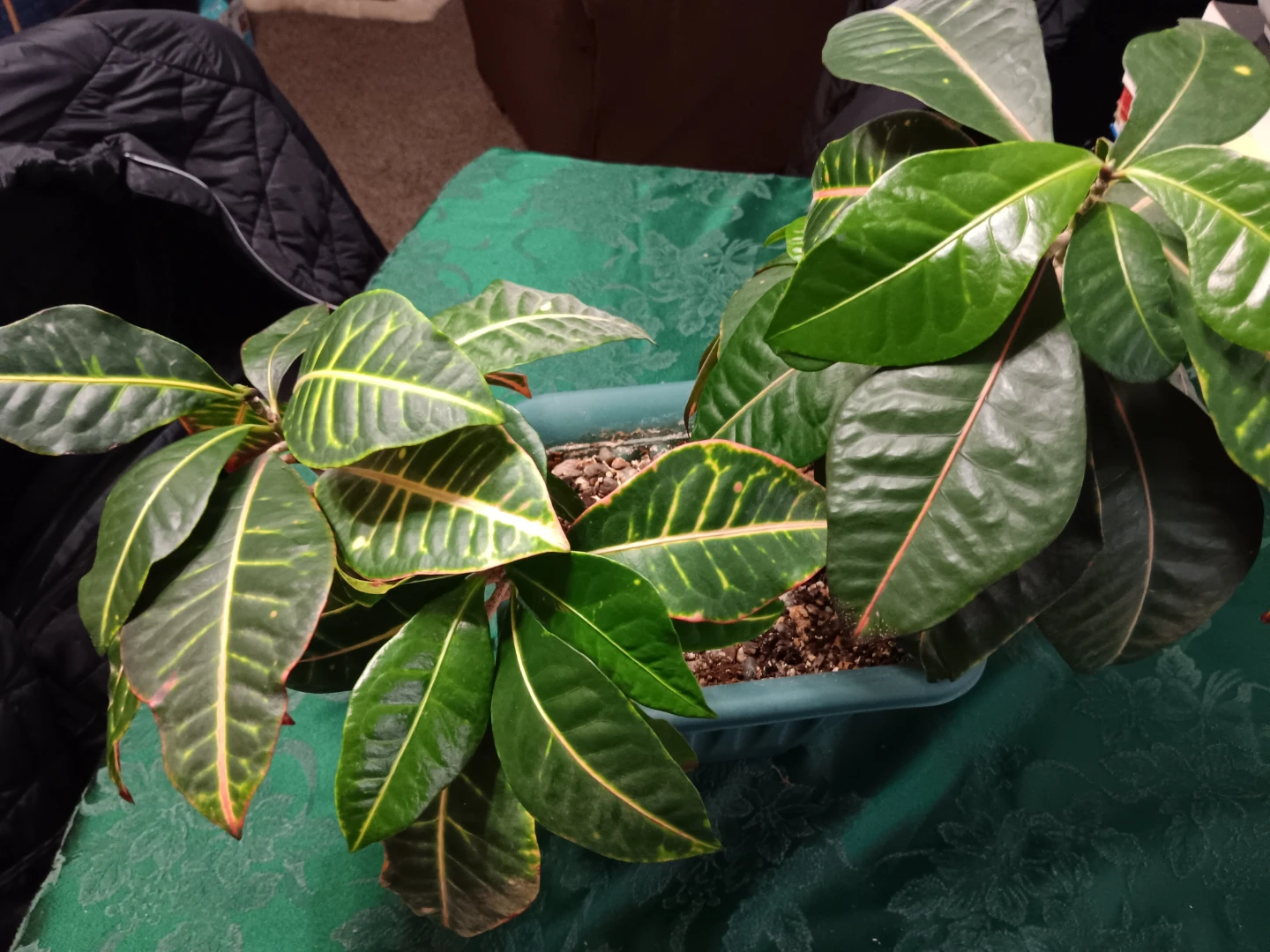 Croton Plant - photo 4