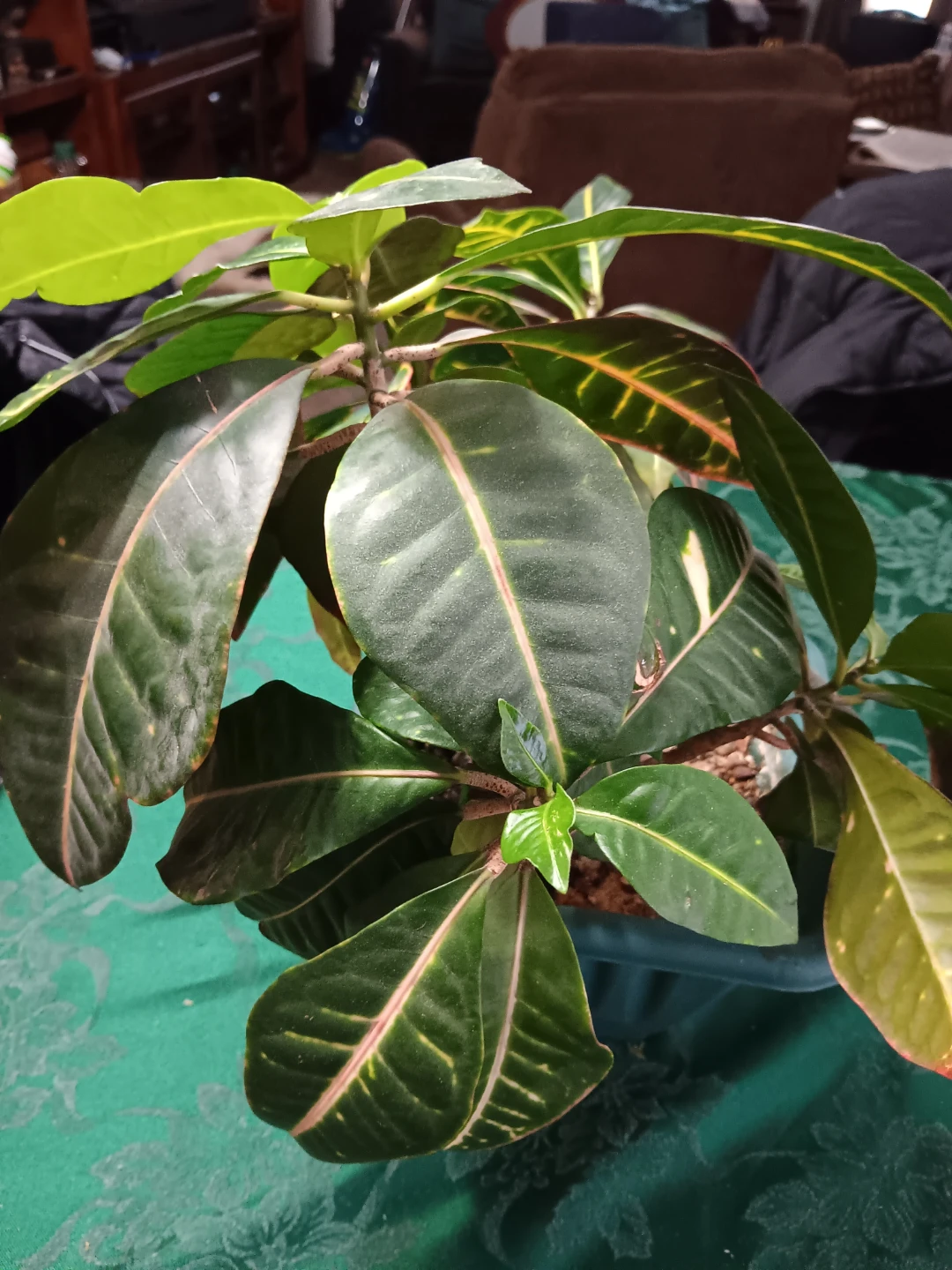 Croton Plant - photo 5