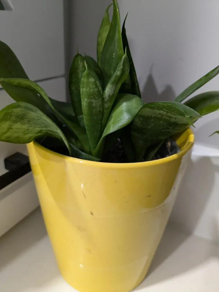 Snake Plant  - Dracaena Trifasciata