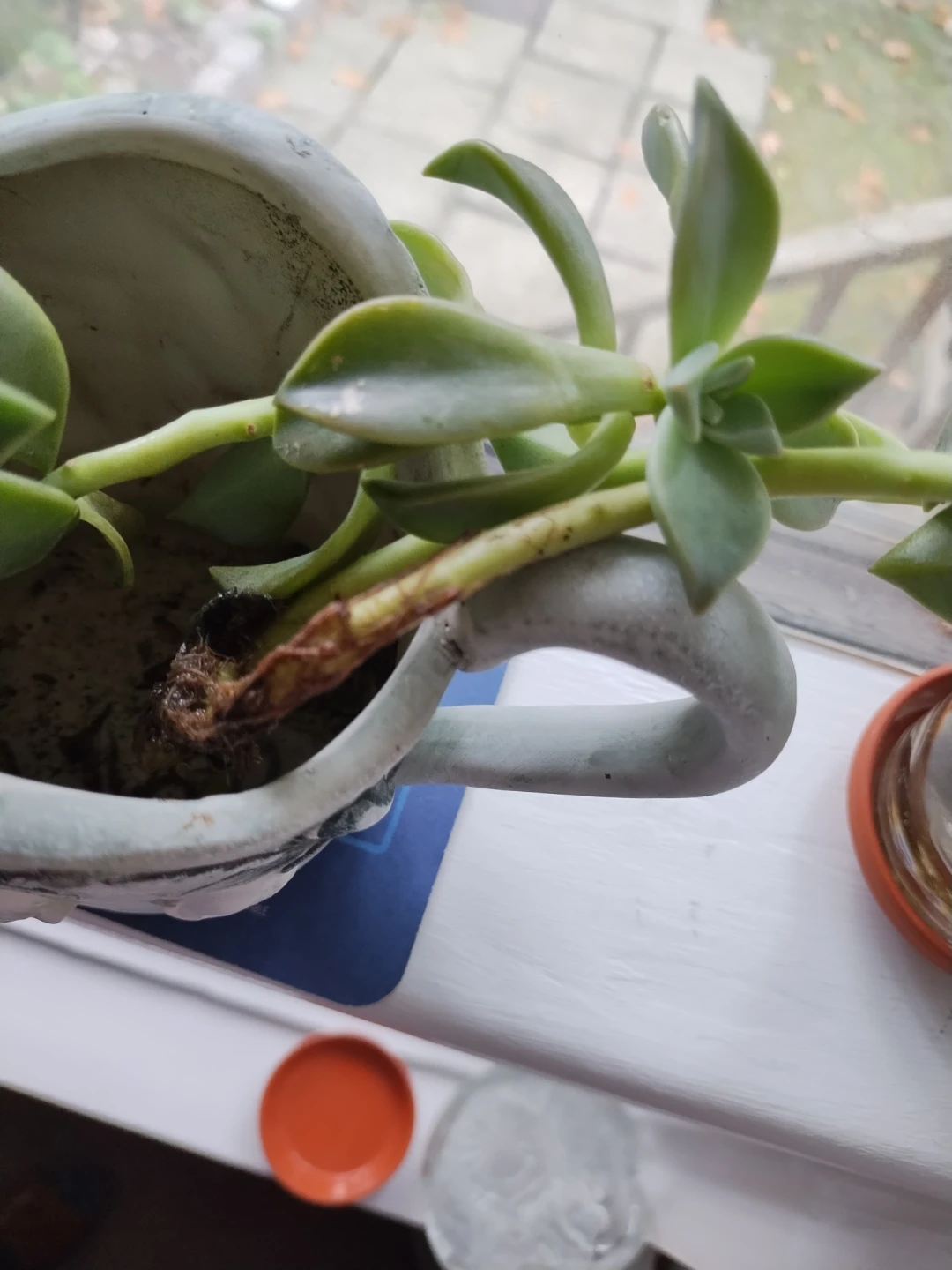 🥕Free Succulent - photo 2