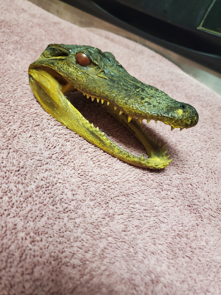 Alligator Head Taxidermy - Unique Decor