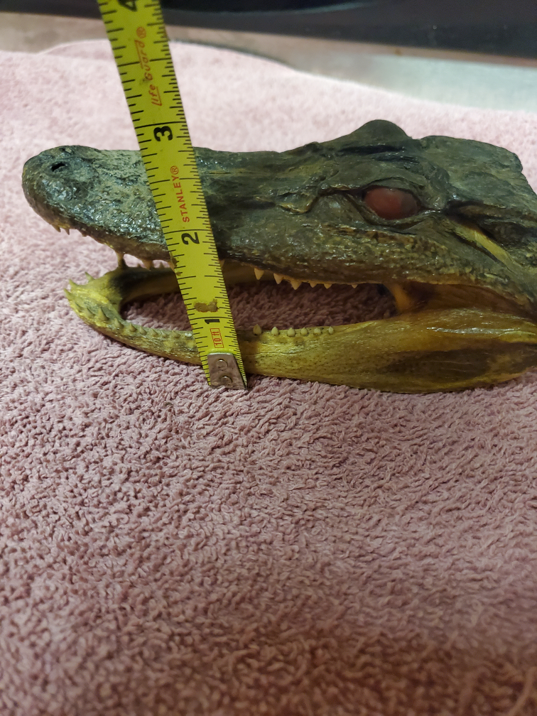 Alligator Head Taxidermy - Unique Decor - photo 5