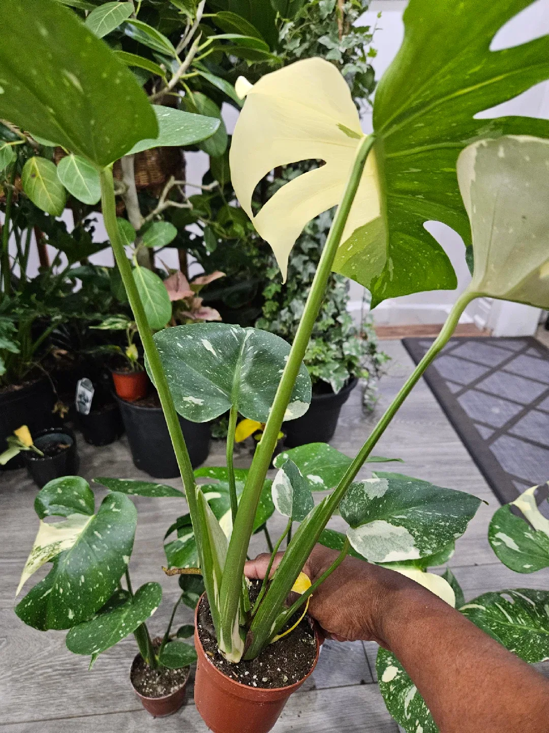 Monstera Plant image indicator(3)