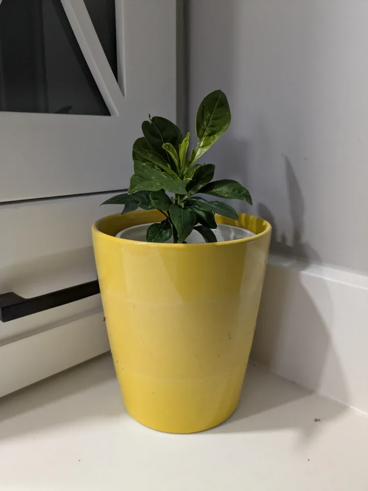 Night Blooming Jasmine