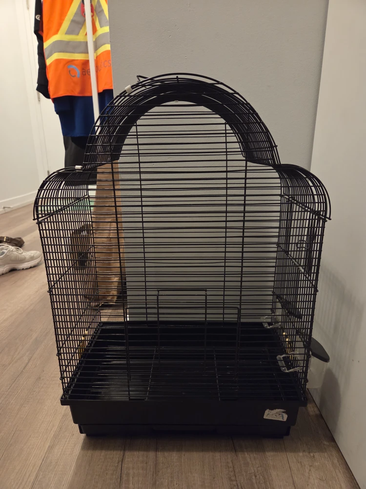 Black Bird Cage