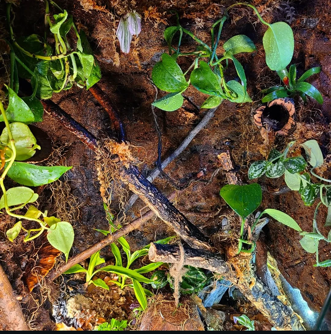Custom Reptile Terrarium - 24" x 24" x 36" - photo 5