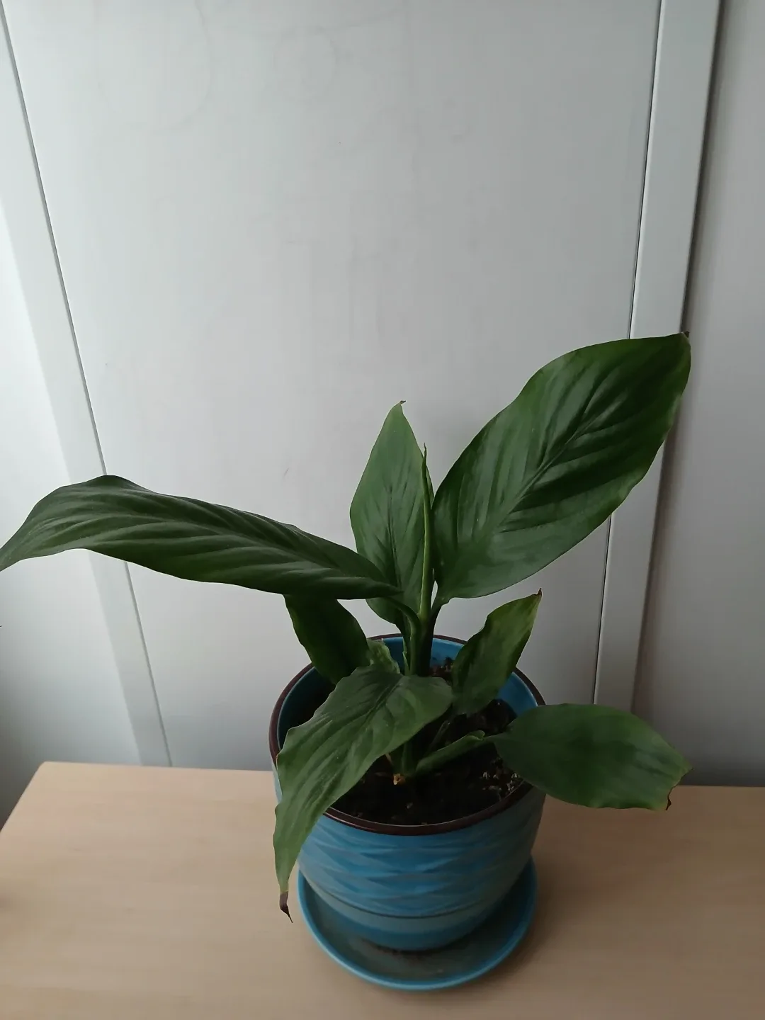 #1. Peace Lily Plant in Blue Pot available.  Non-negotiable.