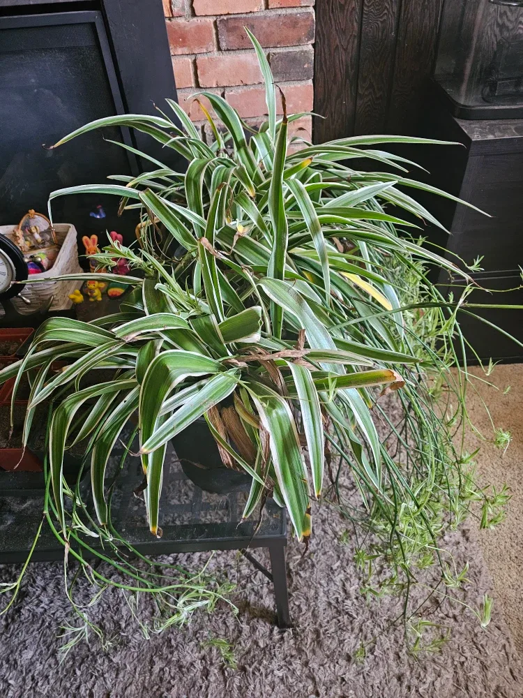 Spider plants image indicator(9)