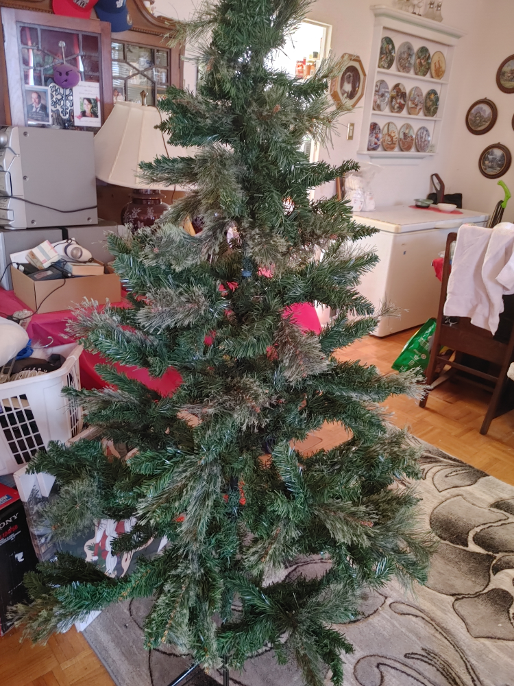 6ft Laurentian Pine Tree