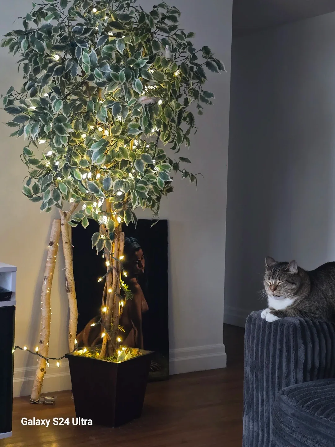 Ficus Tree with Lights image indicator(2)