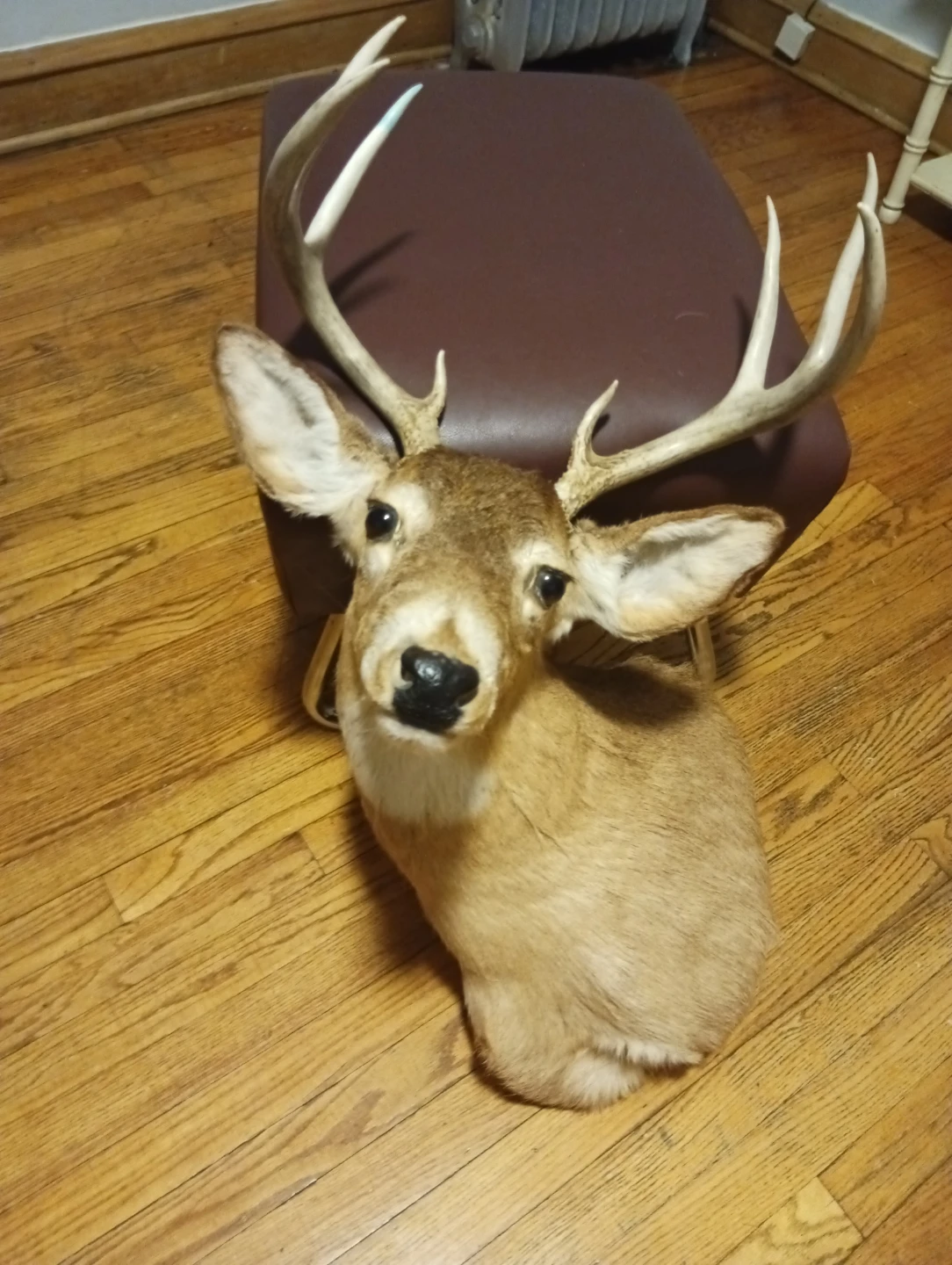 Real deer head