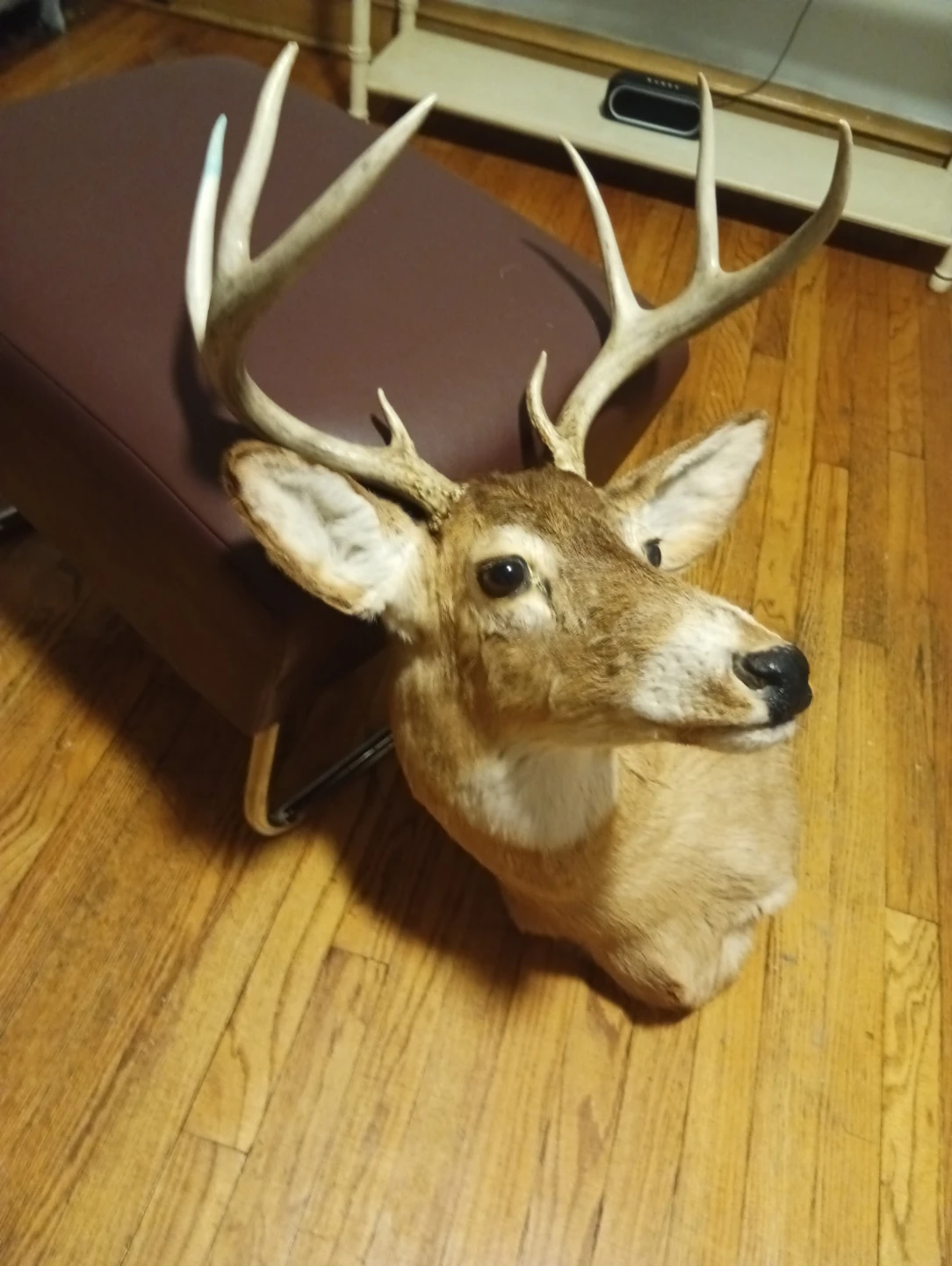 Real deer head - photo 2