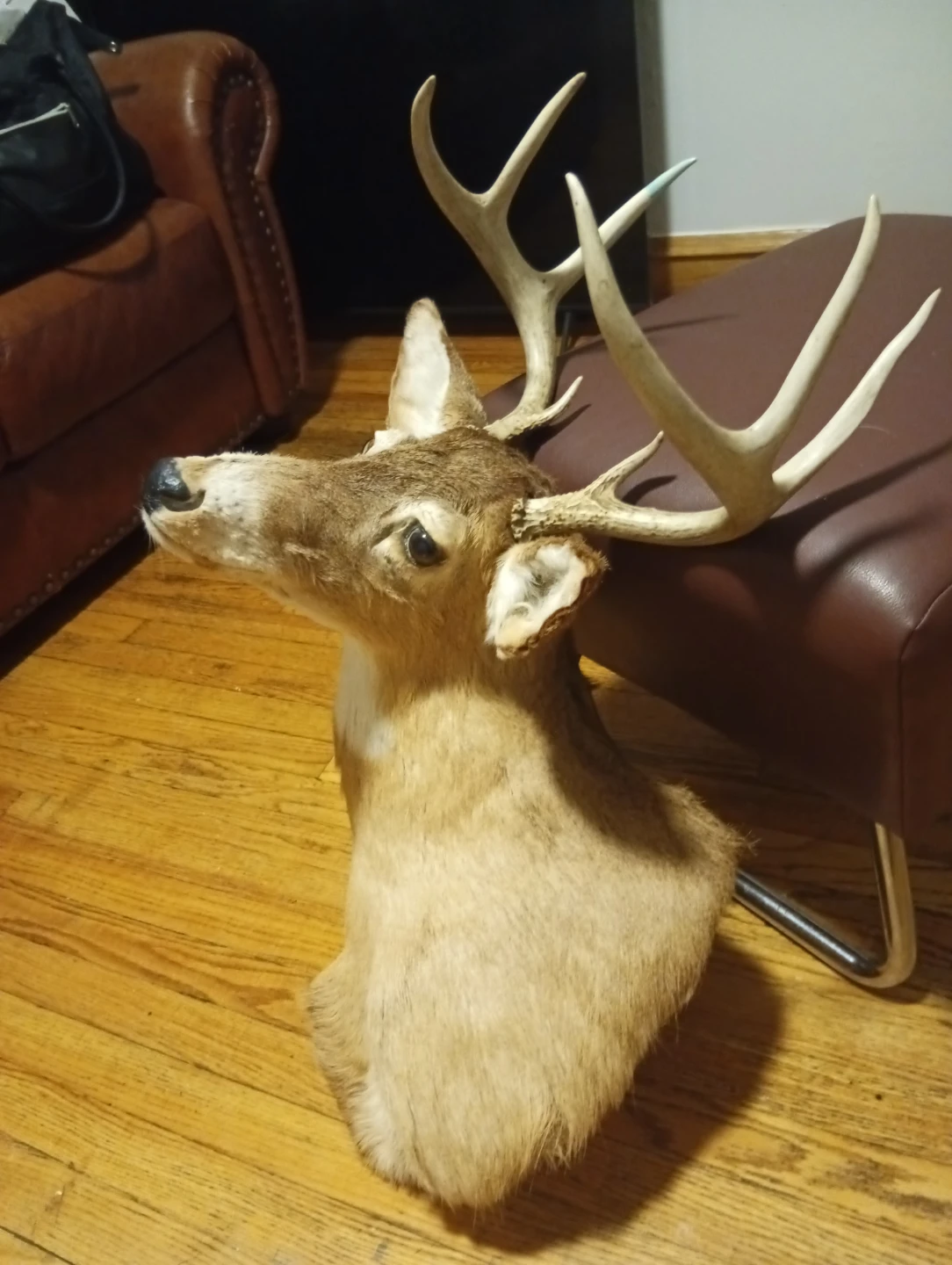 Real deer head - photo 3