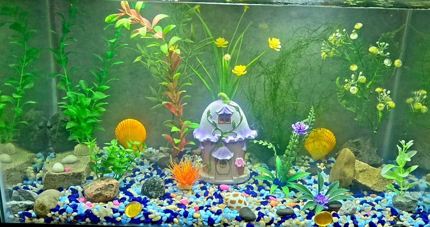 Aquarium for Beginners