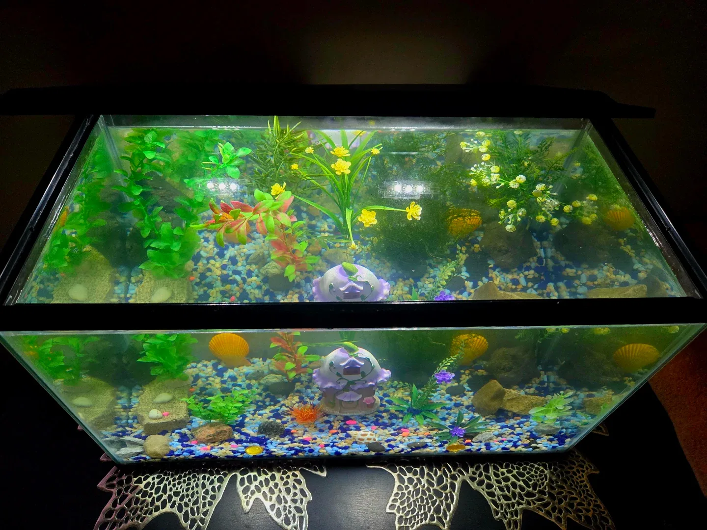 Aquarium for Beginners image indicator(3)