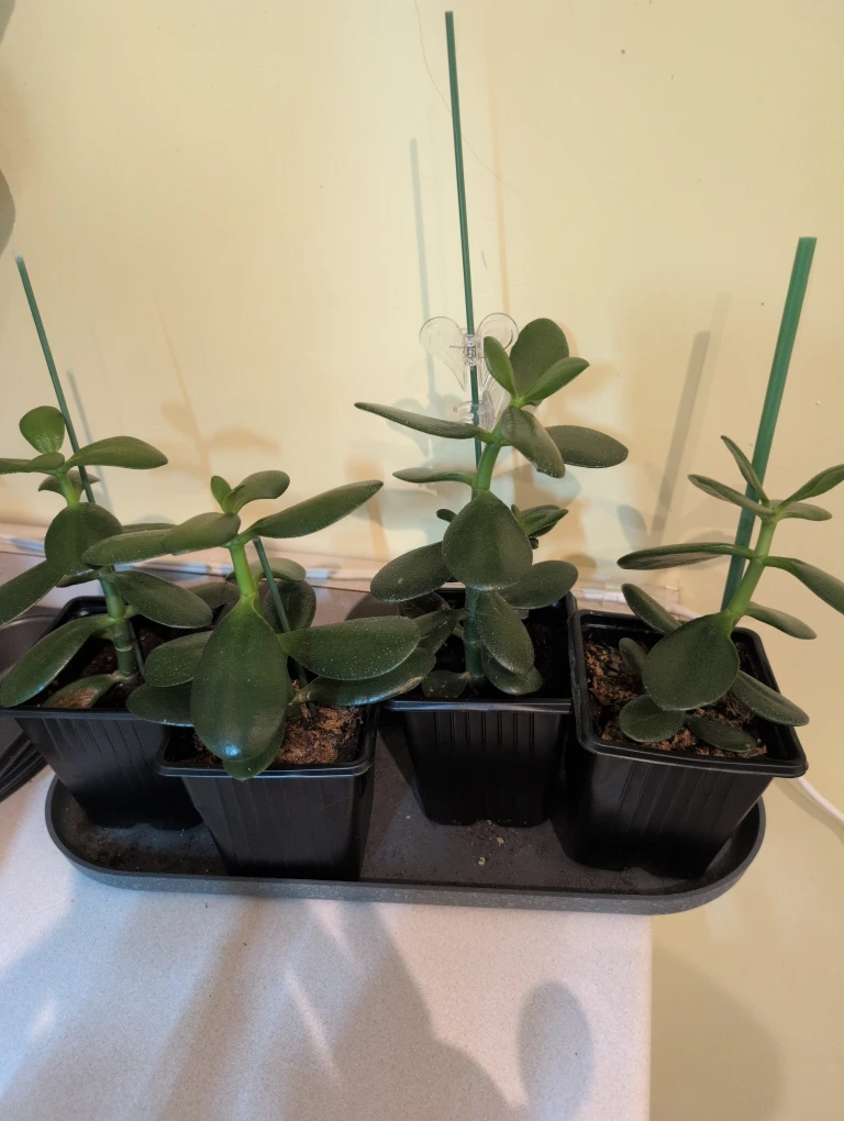 Jade Plant - photo 5