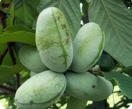 Pawpaw Seeds image indicator(7)