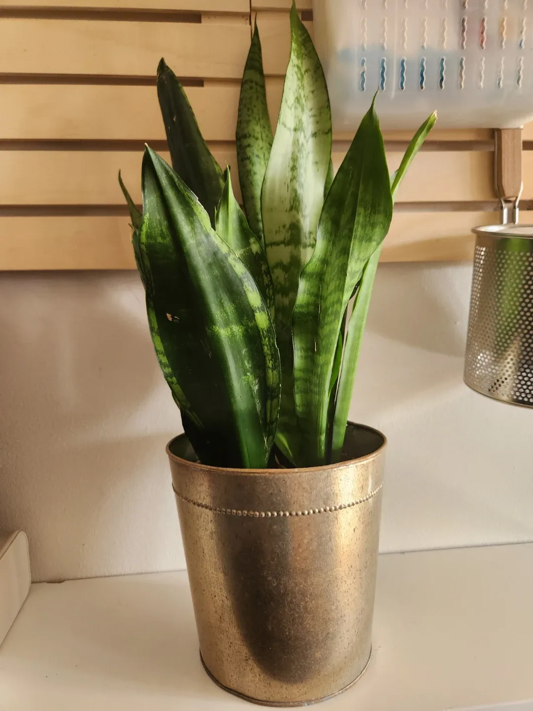 Variety of House Plants image indicator(2)