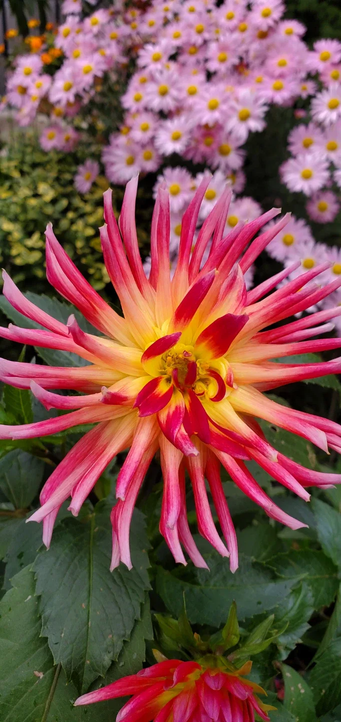 Dahlia roots thumbnail