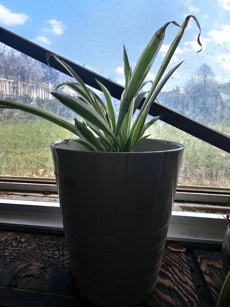 Spider plant in decorative pot