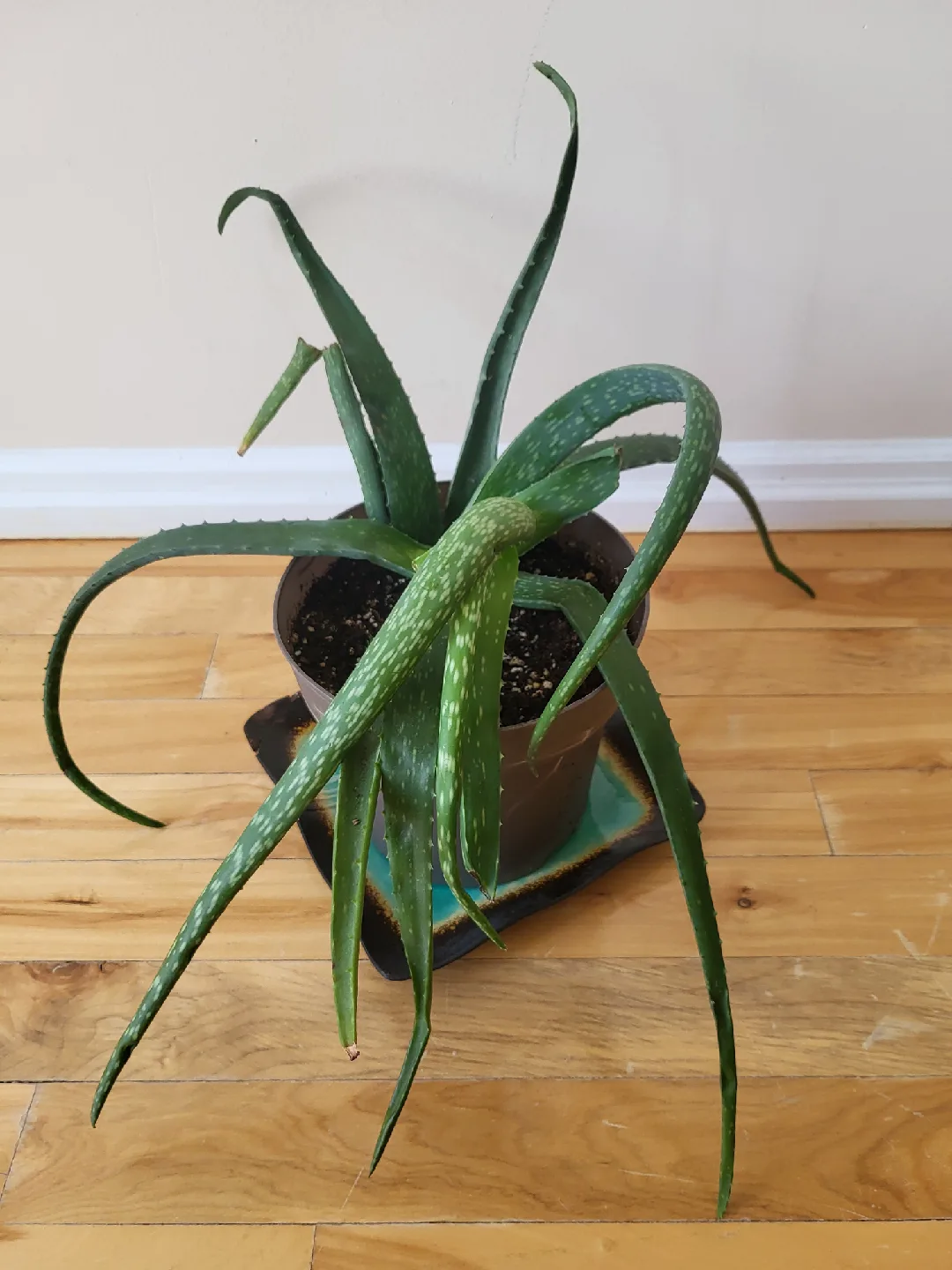 Large Aloe Plant