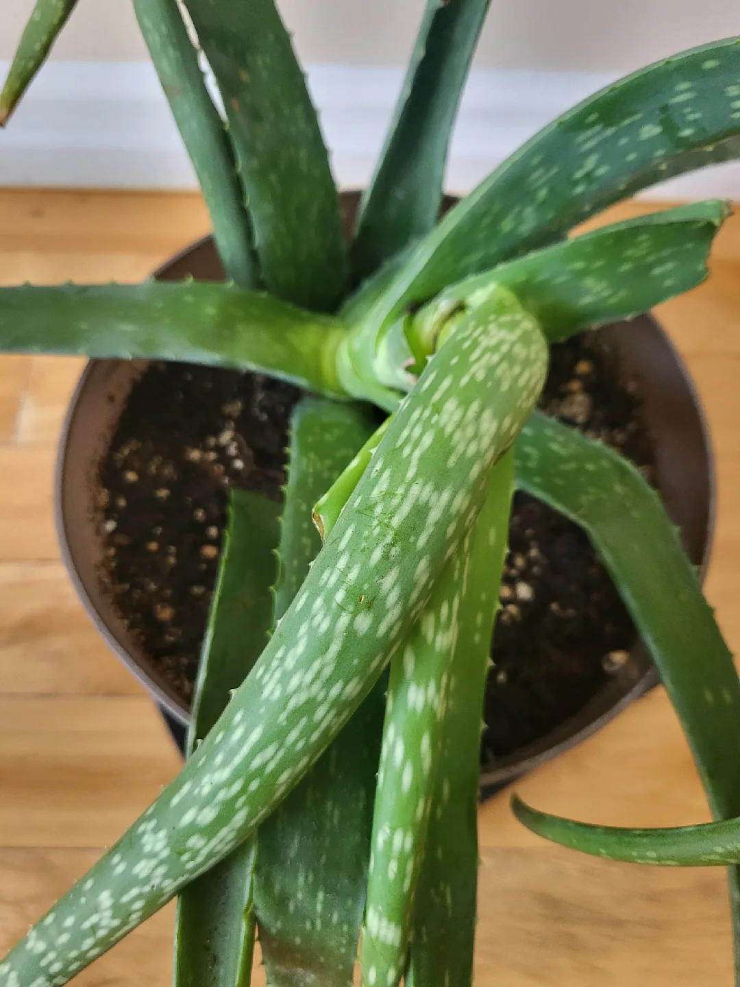 Large Aloe Plant image indicator(2)