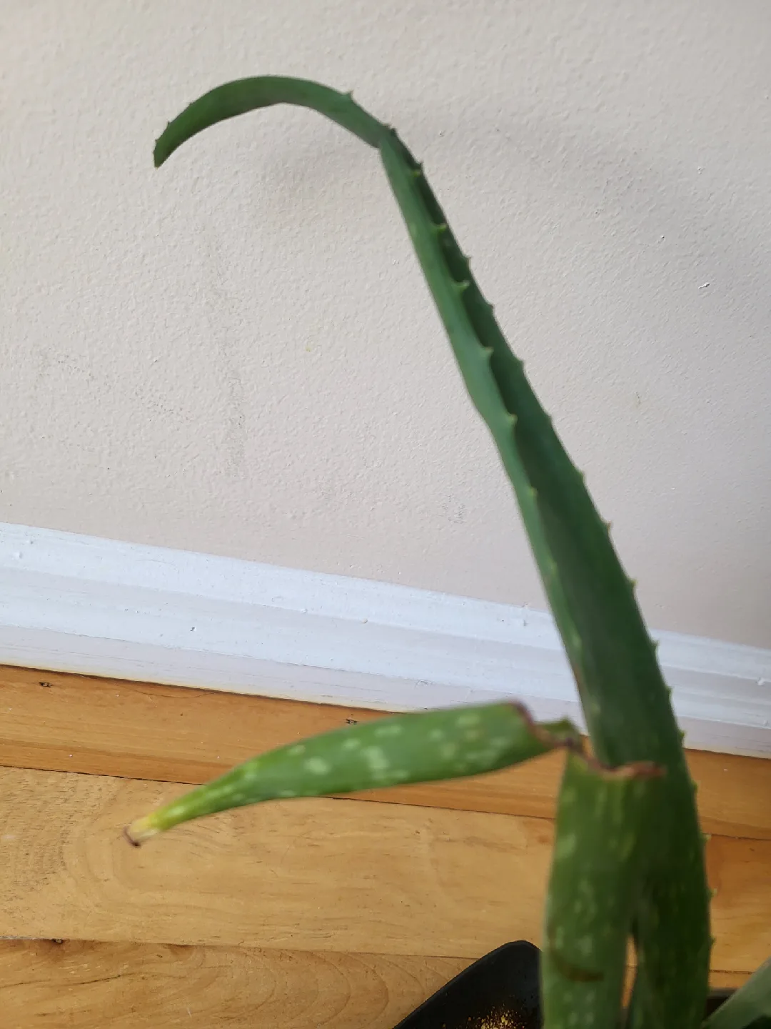 Large Aloe Plant image indicator(3)