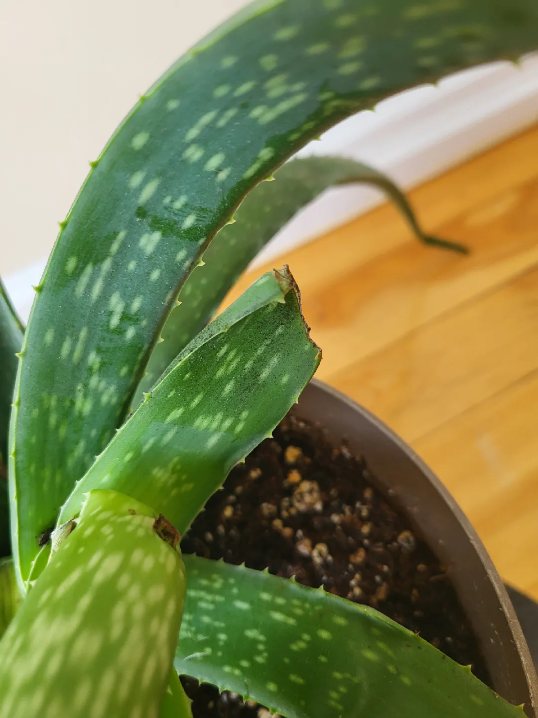 Large Aloe Plant image indicator(4)