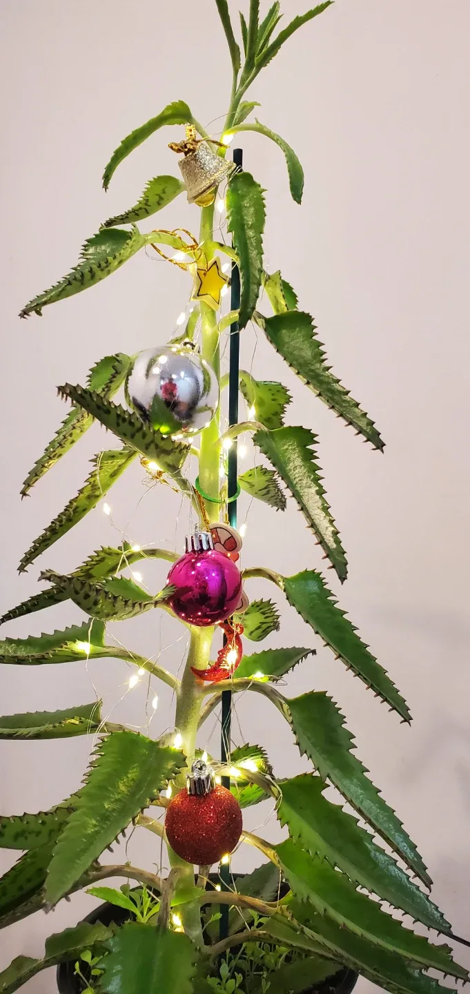 Mother of Thousands Plant with Christmas Ornaments image indicator(3)