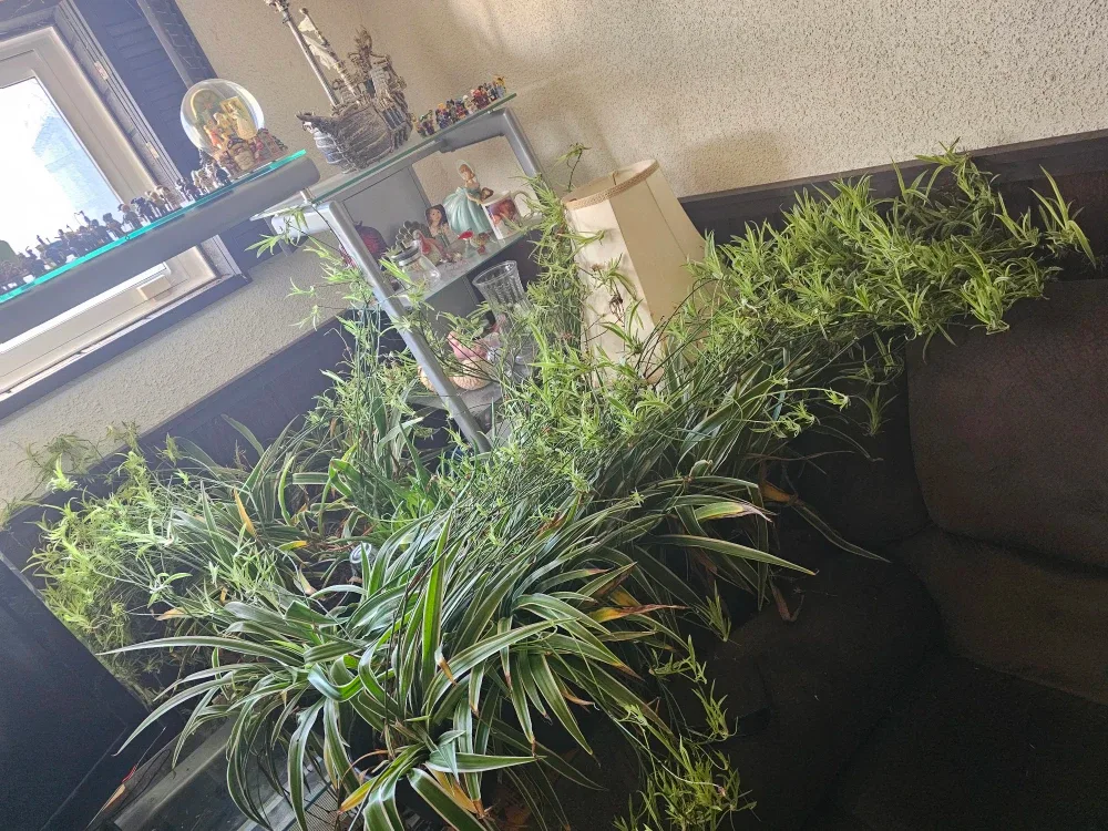 Spider plants