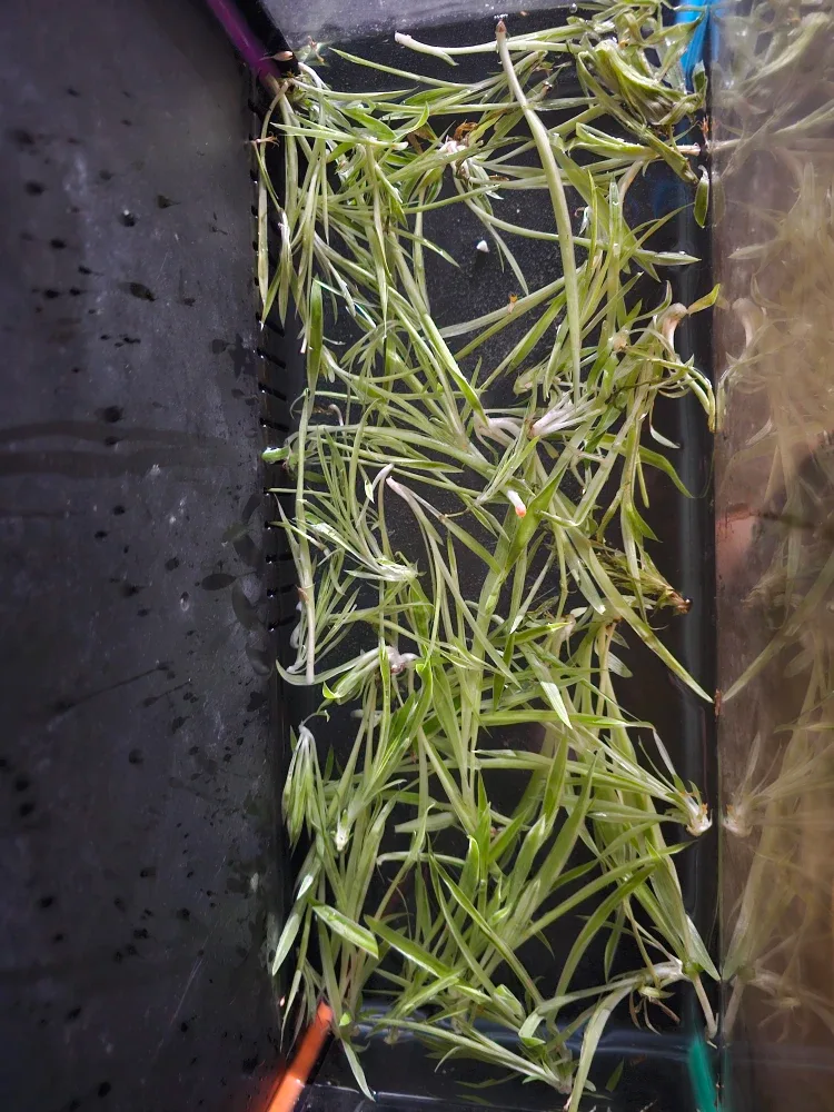 Spider plants image indicator(8)