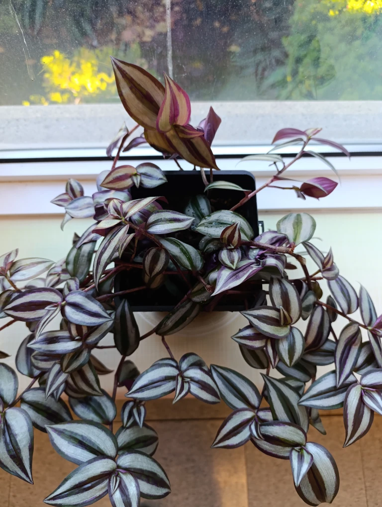 Tradescantia Zebrina Plant