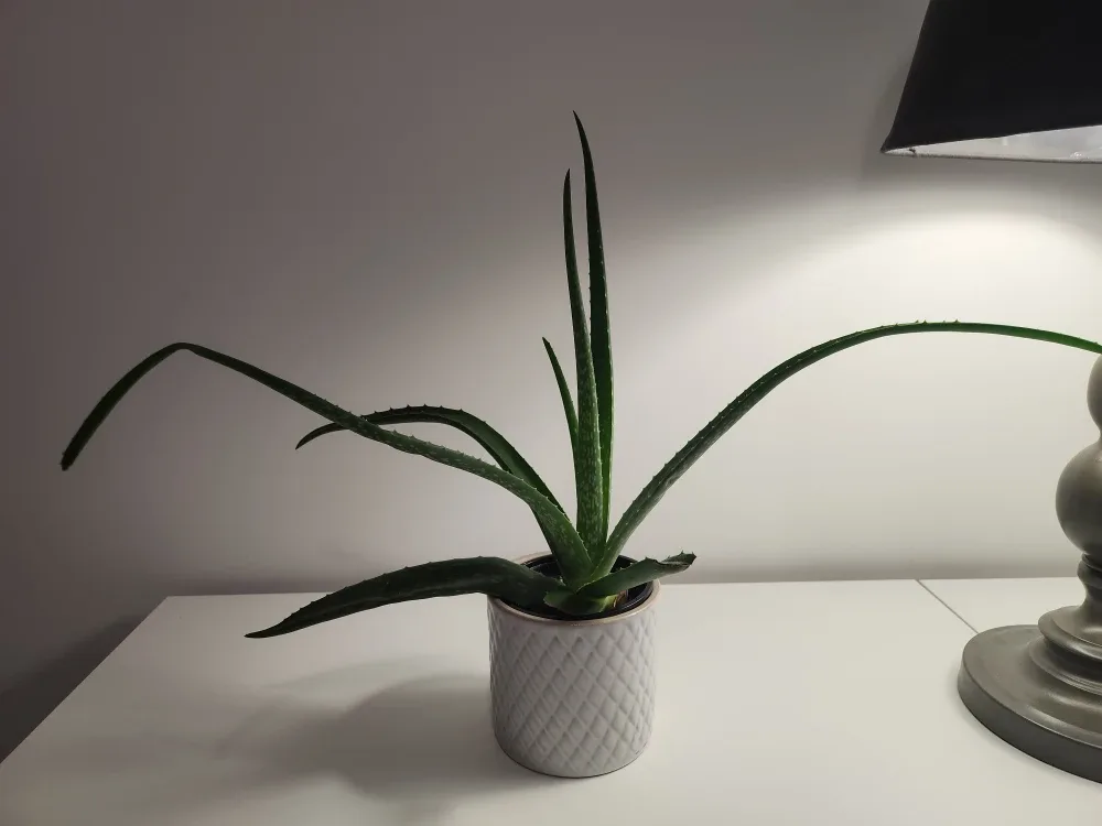 Aloe Vera Plant in White Pot