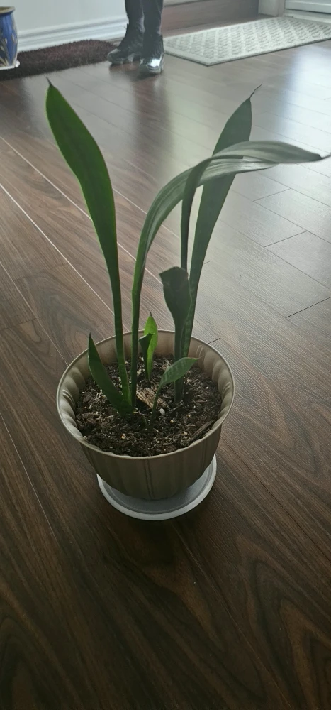 Snake plant - photo 2