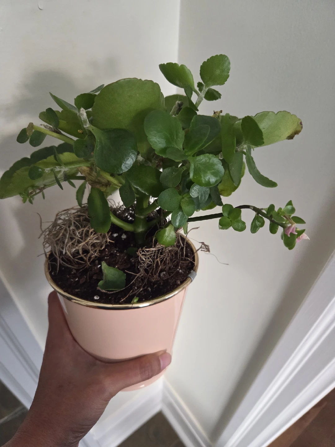 Potted Kalanchoe Plant