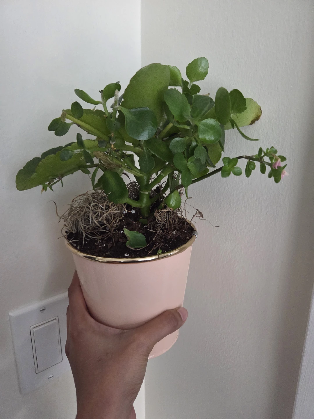 Potted Kalanchoe Plant - photo 2