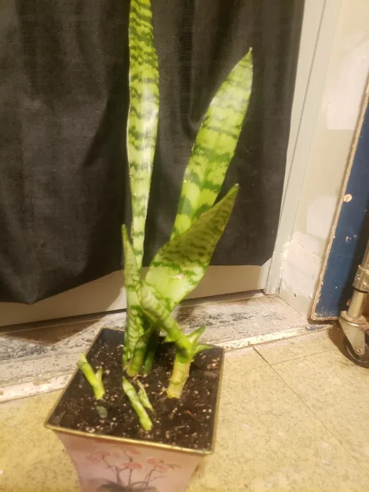 Snake Plant in Decorative Pot