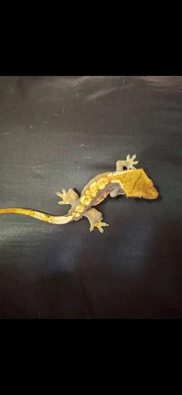 Proven Male Crested Gecko