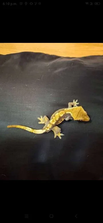 Proven Male Crested Gecko image indicator(2)