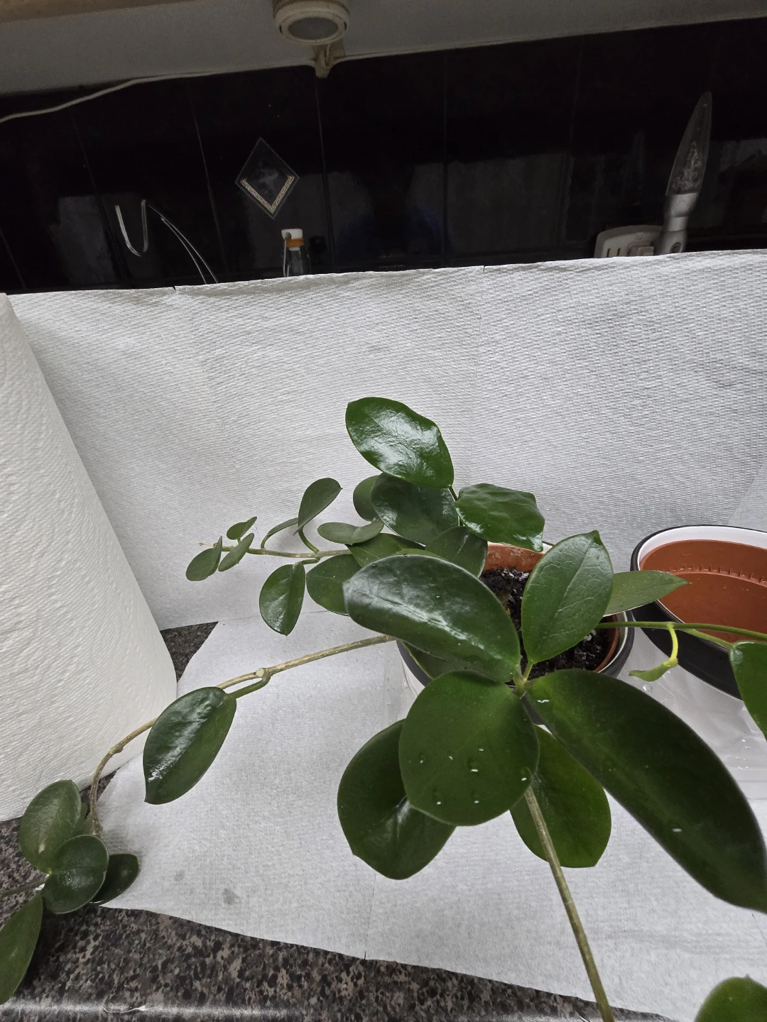 Potted Hoya Plant with set of 2 empty  White Ceramic Pot - photo 2
