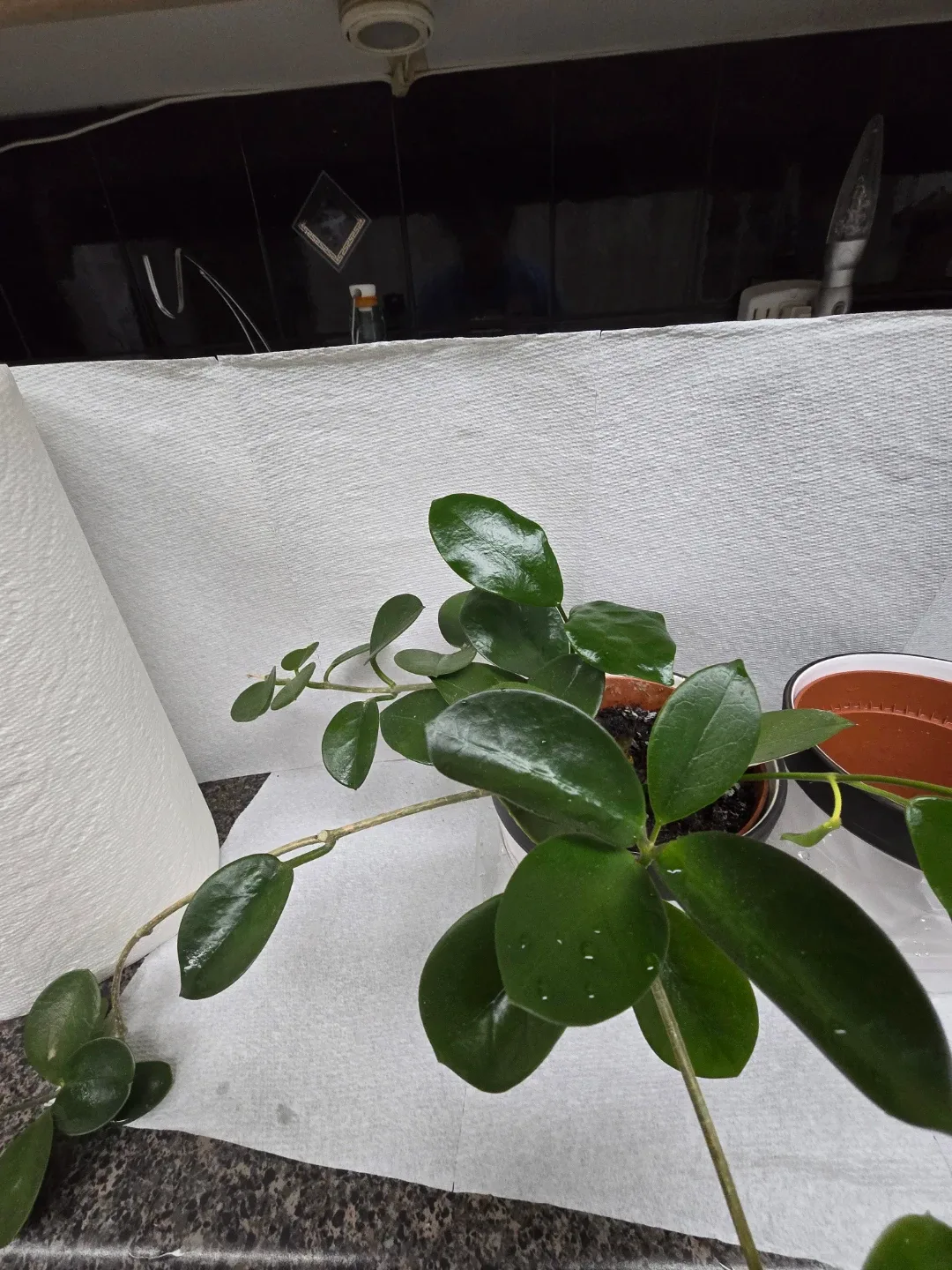 Potted Hoya Plant with set of 2 empty  White Ceramic Pot image indicator(2)