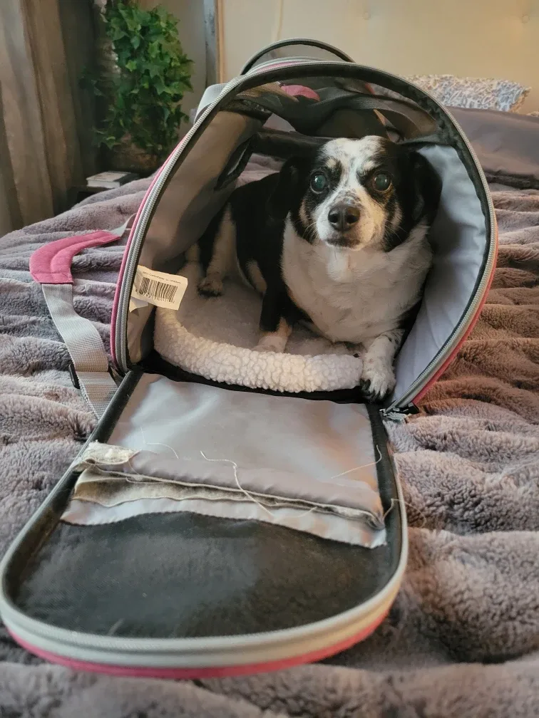 Bergan Large Comfort Pet Carrier, Great for Small Dogs or Cats image indicator(2)