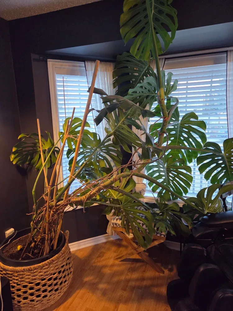 Large Monstera Plant