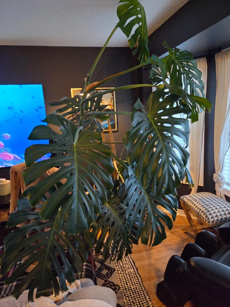 Large Monstera Plant image indicator(2)