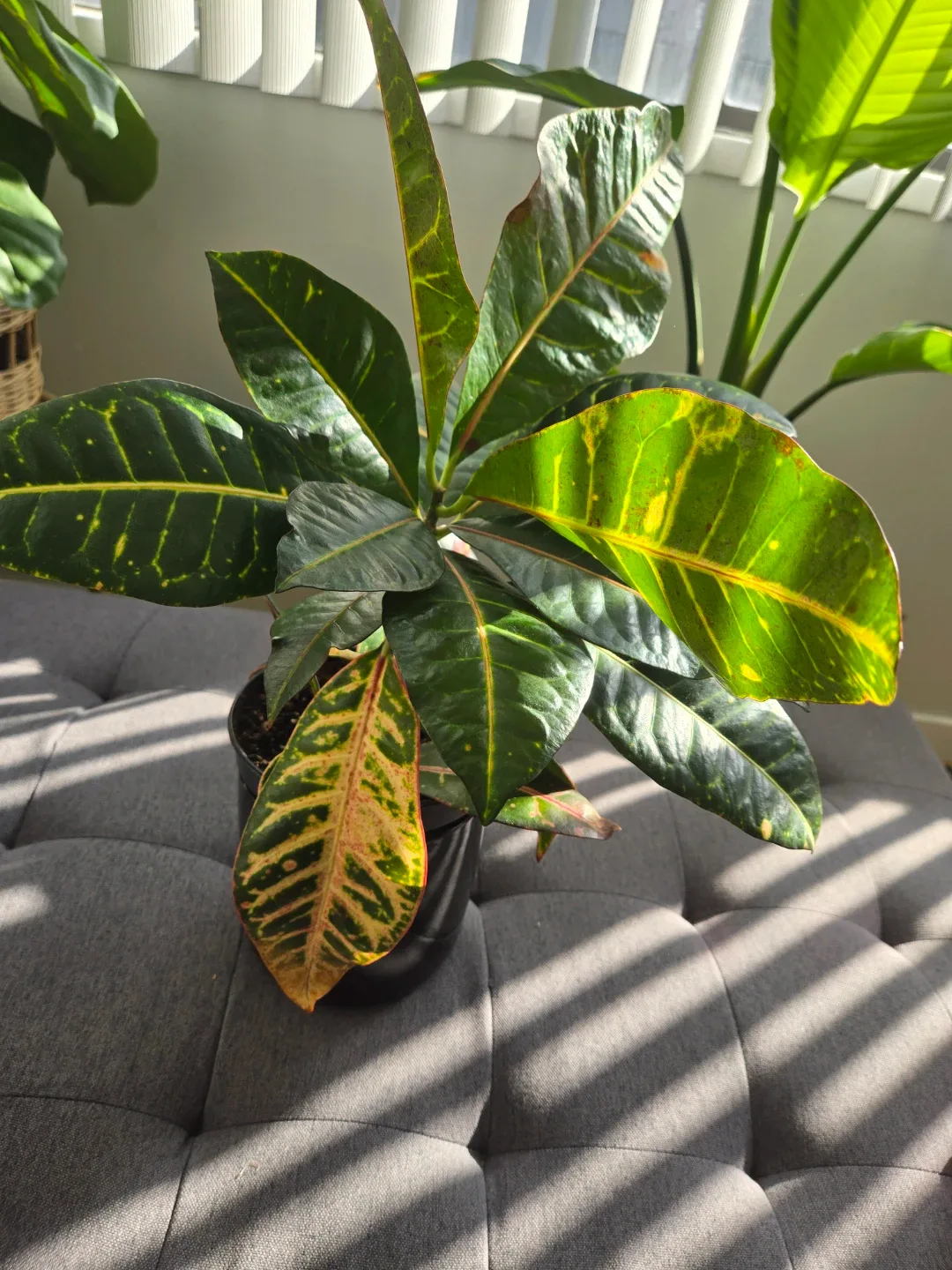 Croton plant image indicator(2)