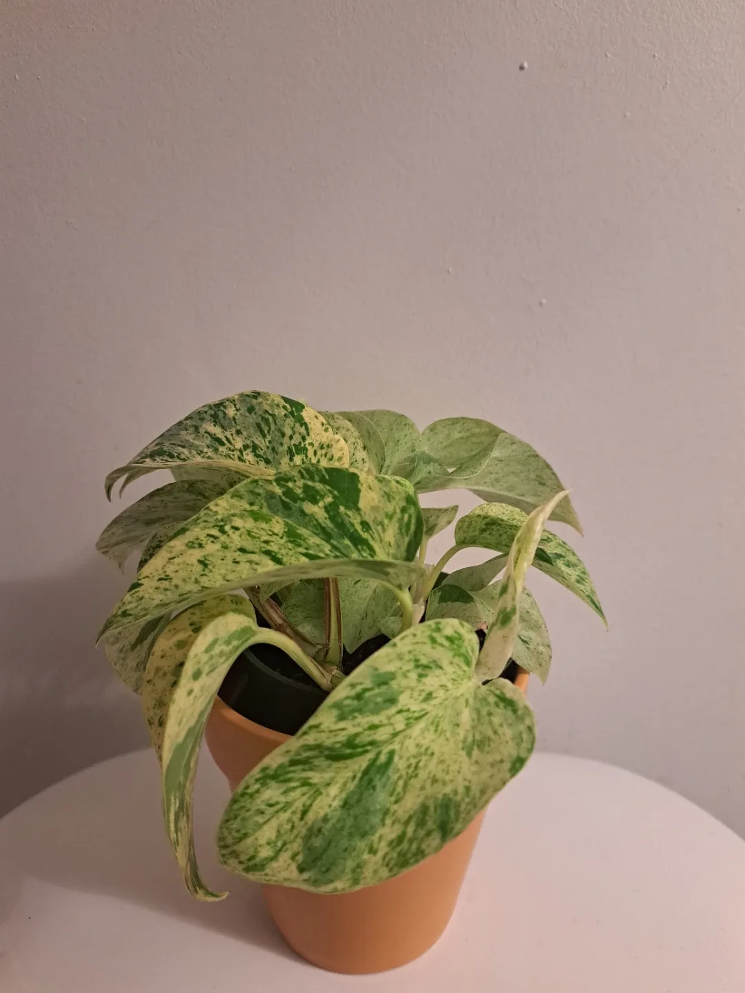 Snow Queen Pothos Plant image indicator(8)