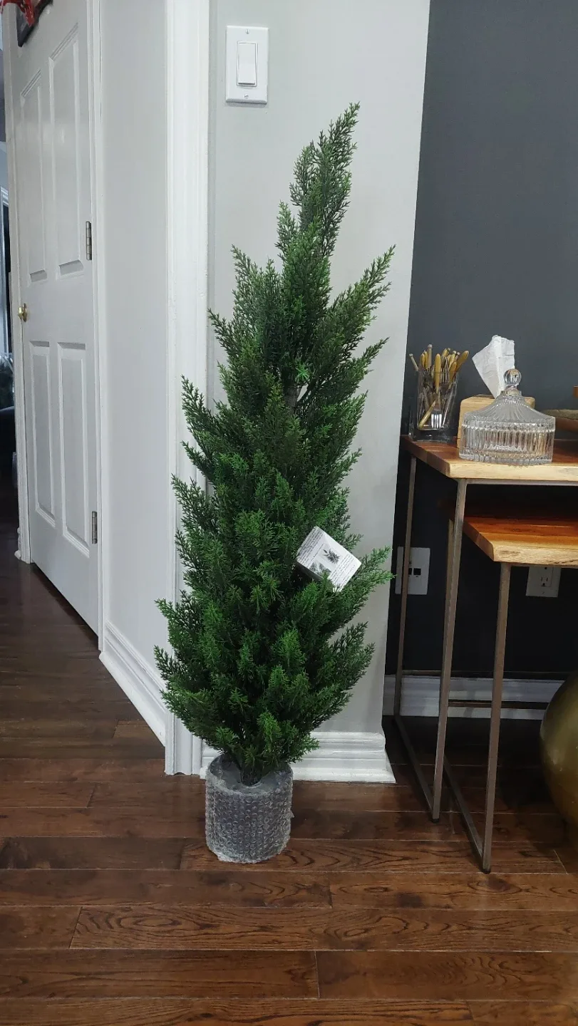 Japanese Shaping Juniper Cedar Tree